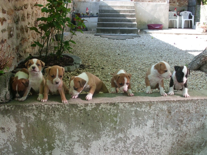 chiot American Staffordshire Terrier Dreamclass